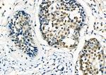 ARMX3 Antibody in Immunohistochemistry (Paraffin) (IHC (P))