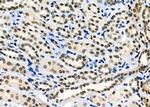 ARMX3 Antibody in Immunohistochemistry (Paraffin) (IHC (P))