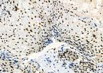 ARMX3 Antibody in Immunohistochemistry (Paraffin) (IHC (P))