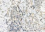 ARMX3 Antibody in Immunohistochemistry (Paraffin) (IHC (P))