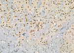 ARMX3 Antibody in Immunohistochemistry (Paraffin) (IHC (P))