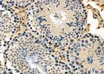 ARMX3 Antibody in Immunohistochemistry (Paraffin) (IHC (P))