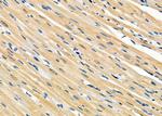 ARMX3 Antibody in Immunohistochemistry (Paraffin) (IHC (P))