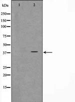 ARMX3 Antibody in Western Blot (WB)