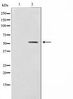 HNF4A/HNF4G Antibody in Western Blot (WB)