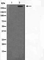 DNA-PK Antibody in Western Blot (WB)