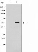 IRX2 Antibody in Western Blot (WB)