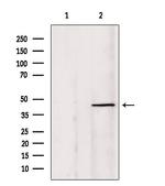 PIAS1 Antibody in Western Blot (WB)