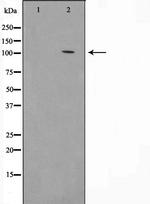 HSPH1 Antibody in Western Blot (WB)