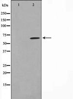 SPDL1 Antibody in Western Blot (WB)