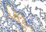 CYP2B6 Antibody in Immunohistochemistry (Paraffin) (IHC (P))