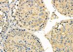 CYP2B6 Antibody in Immunohistochemistry (Paraffin) (IHC (P))