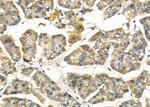 eIF3l Antibody in Immunohistochemistry (Paraffin) (IHC (P))