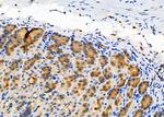 ELOVL1 Antibody in Immunohistochemistry (Paraffin) (IHC (P))