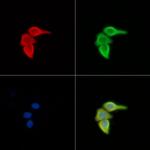 ERGIC3 Antibody in Immunocytochemistry (ICC/IF)