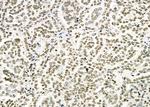 ERGIC3 Antibody in Immunohistochemistry (Paraffin) (IHC (P))