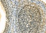 ERGIC3 Antibody in Immunohistochemistry (Paraffin) (IHC (P))