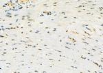 ERGIC3 Antibody in Immunohistochemistry (Paraffin) (IHC (P))