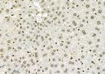 ERGIC3 Antibody in Immunohistochemistry (Paraffin) (IHC (P))