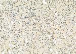 ERGIC3 Antibody in Immunohistochemistry (Paraffin) (IHC (P))