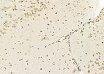 ERGIC3 Antibody in Immunohistochemistry (Paraffin) (IHC (P))