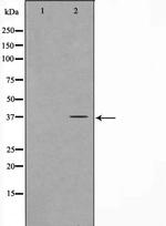 FOXL1 Antibody in Western Blot (WB)