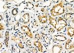 STARD13 Antibody in Immunohistochemistry (Paraffin) (IHC (P))