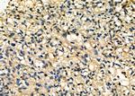 STARD13 Antibody in Immunohistochemistry (Paraffin) (IHC (P))