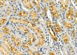 STARD13 Antibody in Immunohistochemistry (Paraffin) (IHC (P))