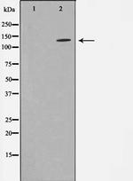 STARD13 Antibody in Western Blot (WB)