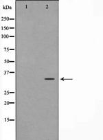 FOXE1 Antibody in Western Blot (WB)