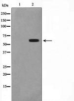 CYP2C19 Antibody in Western Blot (WB)