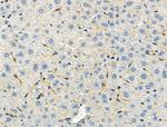 Phospho-Protein APC (Ser2054) Antibody in Immunohistochemistry (Paraffin) (IHC (P))