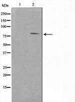 FER Antibody in Western Blot (WB)