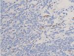 Phospho-Glucocorticoid Receptor (Ser211) Antibody in Immunohistochemistry (Paraffin) (IHC (P))