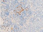 Phospho-Glucocorticoid Receptor (Ser211) Antibody in Immunohistochemistry (Paraffin) (IHC (P))