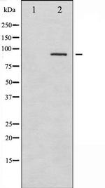 Phospho-SYK (Tyr323) Antibody in Western Blot (WB)