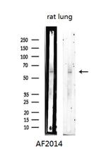 Phospho-Chk1 (Ser280) Antibody in Western Blot (WB)