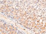 Phospho-Chk1 (Ser280) Antibody in Immunohistochemistry (Paraffin) (IHC (P))