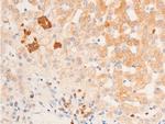 Phospho-Chk1 (Ser317) Antibody in Immunohistochemistry (Paraffin) (IHC (P))