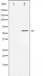 Phospho-Chk1 (Ser317) Antibody in Western Blot (WB)