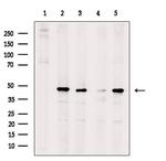 Phospho-HDAC3 (Ser424) Antibody in Western Blot (WB)