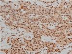 Phospho-HDAC3 (Ser424) Antibody in Immunohistochemistry (Paraffin) (IHC (P))