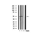 Phospho-HDAC3 (Ser424) Antibody in Western Blot (WB)