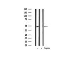 Phospho-HDAC3 (Ser424) Antibody in Western Blot (WB)