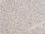 Phospho-TAK1 (Thr187) Antibody in Immunohistochemistry (Paraffin) (IHC (P))