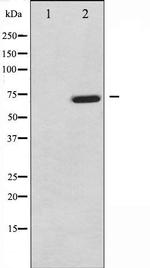 Phospho-TAK1 (Thr187) Antibody in Western Blot (WB)