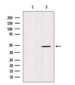 Phospho-p53 (Ser366) Antibody in Western Blot (WB)