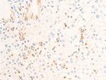 Phospho-ICAM-1 (Tyr512) Antibody in Immunohistochemistry (Paraffin) (IHC (P))