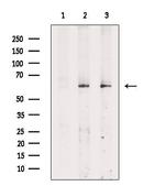 Phospho-ICAM-1 (Tyr512) Antibody in Western Blot (WB)